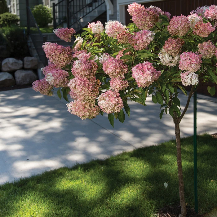 Vanilla Strawberry™ Tree Hydrangea