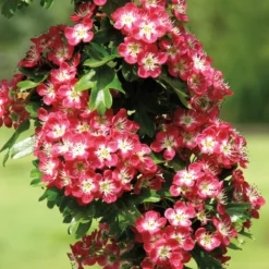 Crimson Cloud Hawthorn