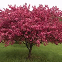 Prairifire Flowering Crab