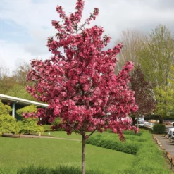 Royal Raindrops® Flowering Crabapple