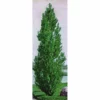 Theves Poplar (2 To 3 Foot)