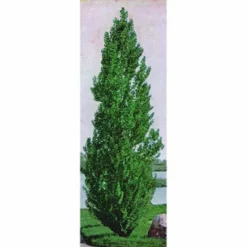 Theves Poplar (2 To 3 Foot)