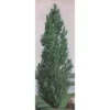 Theves Poplar(4 To 5 Foot)