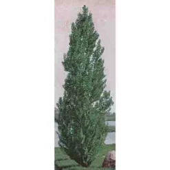 Theves Poplar(4 To 5 Foot)