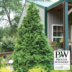 Soft Serve® False Cypress Evergreen