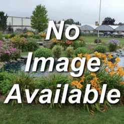 Norway Spruce Evergreen Seedlings