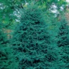 Black Hills Spruce Evergreen Seedlings