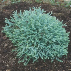 Pancake™ Arborvitae Evergreen