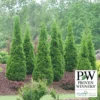 North Pole® Arborvitae Evergreen