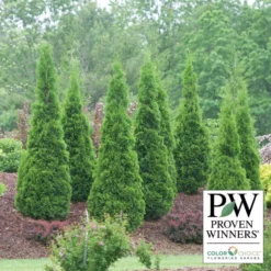 North Pole® Arborvitae Evergreen