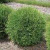Planet Earth&reg; Arborvitae