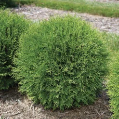 Planet Earth® Arborvitae