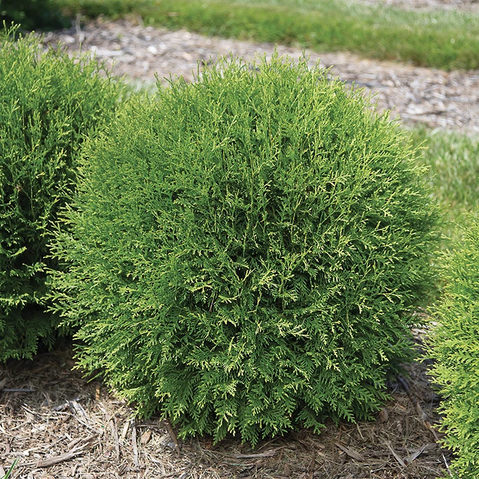 Planet Earth® Arborvitae