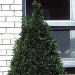 Emerald Arborvitae Evergreen