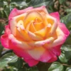 Enchanted Peace&trade; Hybrid Tea