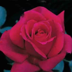 Firefighter® Hybrid Tea Rose