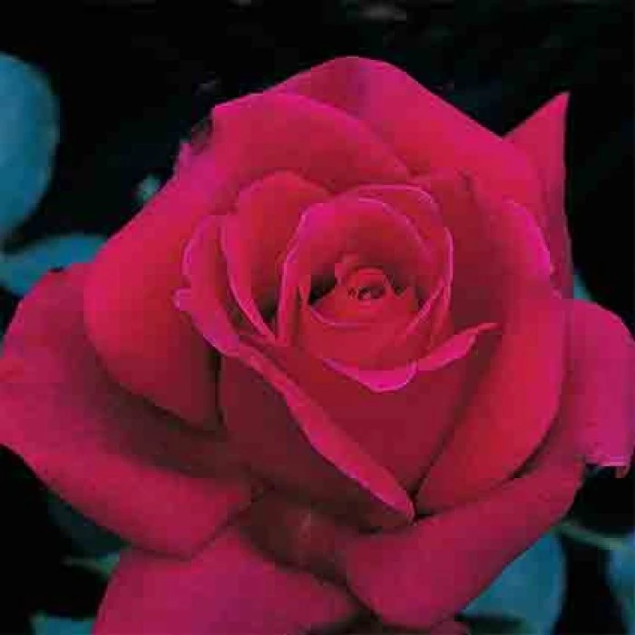 Firefighter® Hybrid Tea Rose