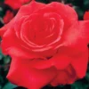 Fragrant Cloud Hybrid Tea Rose