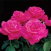 Miss All-American Beauty Hybrid Tea Rose