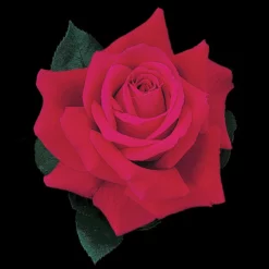 Mister Lincoln Hybrid Tea Rose