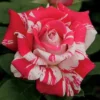 Neil Diamond Hybrid Tea Rose