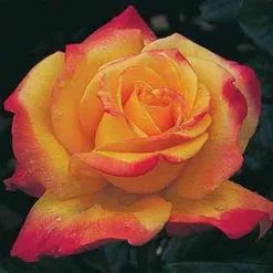 Rio Samba™ Hybrid Tea Rose