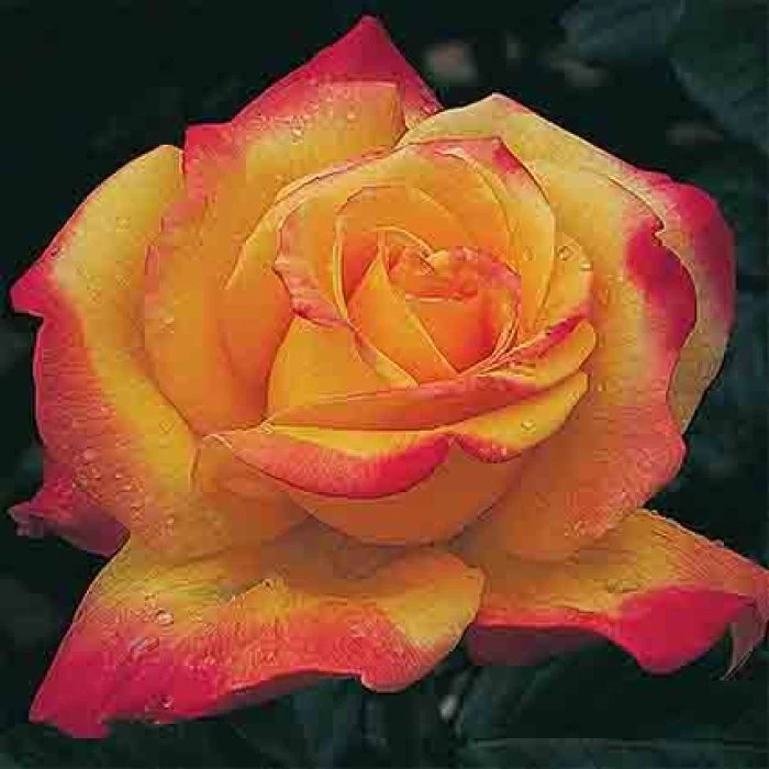 Rio Samba™ Hybrid Tea Rose