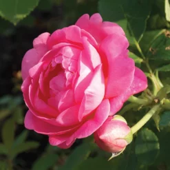 Sitting Pretty™ Grandiflora Rose