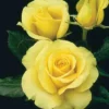 St. Patrick&trade; Hybrid Tea Rose