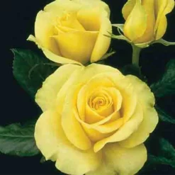 St. Patrick™ Hybrid Tea Rose