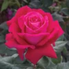 Sweet Spirit&trade; Grandiflora Rose