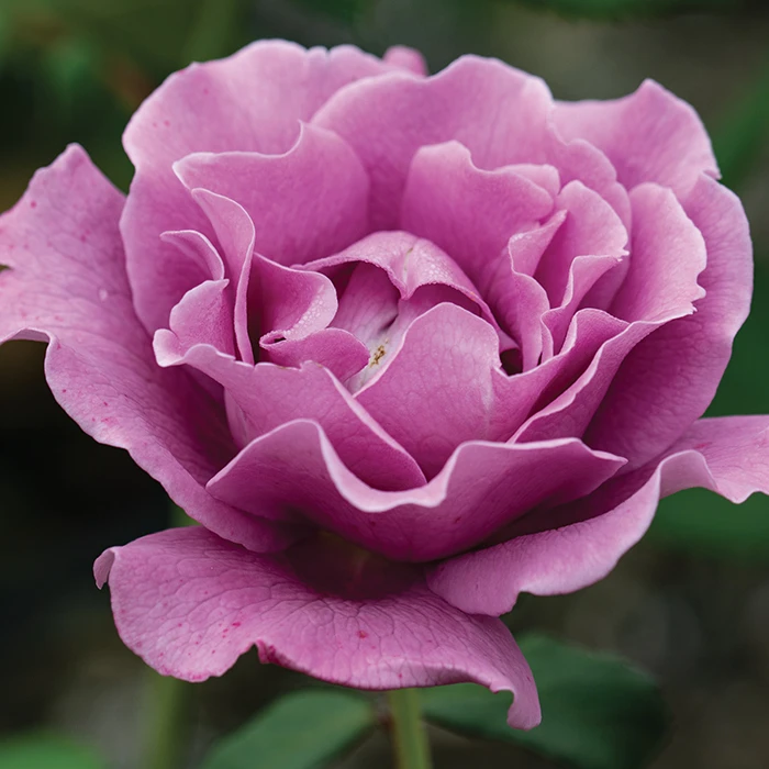 Angel Face™ Floribunda Rose