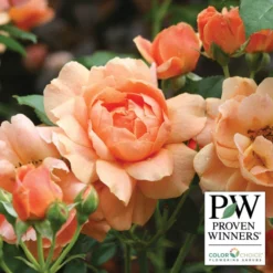 At Last® Floribunda Rose