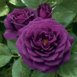 Ebb Tide™ Floribunda Rose