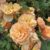 Flavorette™ Honey-Apricot Shrub Rose