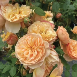 Flavorette™ Honey-Apricot Shrub Rose
