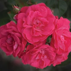Party Hardy™ Shrub Rose