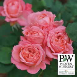 Reminiscent™ Coral Shrub Rose
