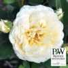 Reminiscent&trade; Crema Shrub Rose