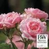 Reminiscent&trade; Pink Shrub Rose