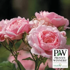 Reminiscent™ Pink Shrub Rose