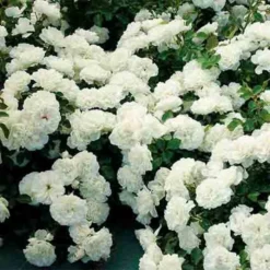 White Meidiland® Groundcover Rose
