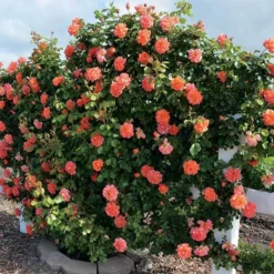 Above All Climbing Rose