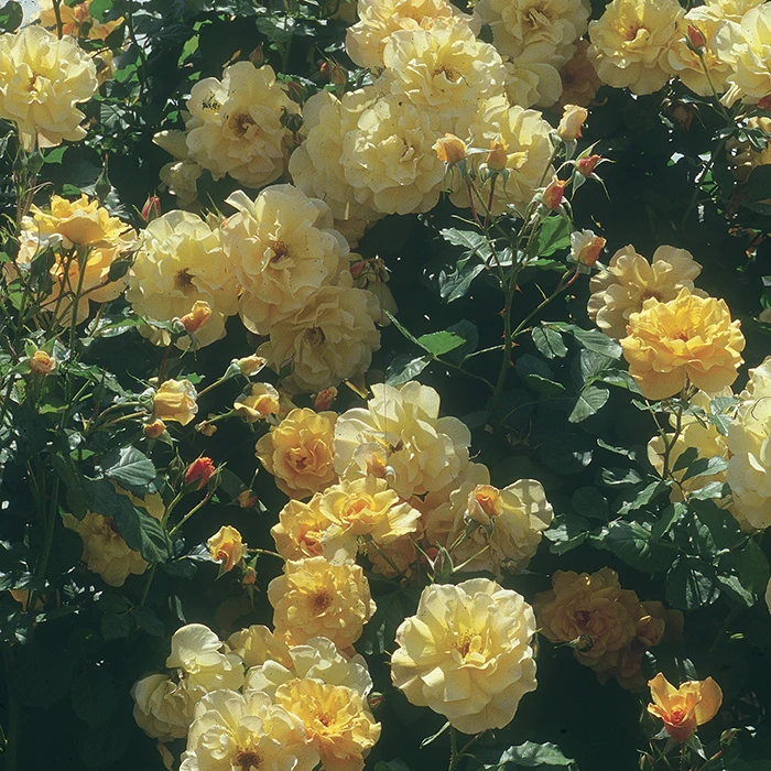 Autumn Sunset® Climbing Rose