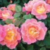 Fruity Petals Climber Rose