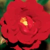 Ramblin Red Climbing Rose