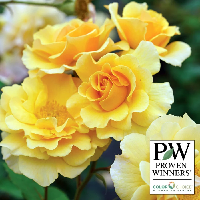 Rise Up Amberness™ Climbing Rose