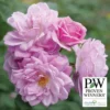 Rise Up Lilac Days&trade; Climbing Rose