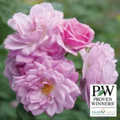 Rise Up Lilac Days™ Climbing Rose