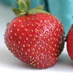 Seascape Day-Neutral Strawberry